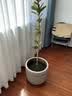 花财主天堂鸟盆栽办公室大型绿植客厅鸭脚木植物家用吸甲醛净化空气好养 柠檬树1.6-1.8m【编织盆】 实拍图