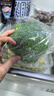 西兰花约500g 实拍图