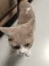 诚实一口P40全价猫粮成猫幼猫室内外80%鲜肉高蛋白长肉美毛鸡鱼味1.5kg 实拍图