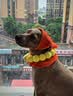 普安特宠物狗狗驱虫药犬体内外同驱跳蚤犬虱非泼罗尼爱滴克+内驱 实拍图