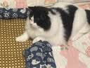 皇家猫粮 幼猫猫粮 幼猫奶糕 K36 通用粮 4-12月 10KG 实拍图