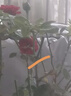 京东绿植绿萝盆栽除甲醛花卉绿植办公室新房净化空气110款2盆装源头直 实拍图