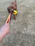 HELLOJOY狗玩具球大型犬互动圆环飞盘发声拉力环金毛边牧磨牙耐咬解闷神器 实拍图