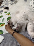 愛肯拿（ACANA）猫粮 海洋盛宴成猫幼猫粮 全价美毛无谷进口鱼肉粮1.8kg效期27/4 实拍图
