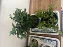 沭之美多肉植物绿植花卉盆栽 聚财山+金钱木+米色甜甜圈陶瓷盆 源头直发 实拍图