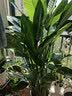 京东绿植天堂鸟盆栽客厅落地大型绿植大叶北欧风室内网红绿植好养源头直发 实拍图