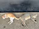 亿迪 冻干零食鸡胸肉猫狗宠物1斤桶装主食幼猫成猫营养天然国产 实拍图