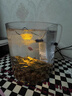 森森 小鲤鱼缸过滤器净水循环三合一内置水族箱过滤系统XQP-500F 6W 实拍图