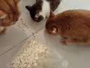 狼弈冻干猫零食鸡肉冻干猫咪零食猫粮宠物鸡肉鸡胸肉成幼通用猫狗零食 精品鸡肉粒500g（无干燥剂） 实拍图