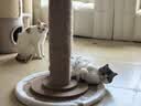 比瑞吉优选系列冻干肉草本颗粒（山楂+荷叶）苜蓿12kg 室内成猫猫粮1岁+ 实拍图
