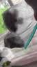 俏侬 大芋圆800g/袋 4口味(芋头 地瓜 紫薯 青汁)奶茶自制半成品 实拍图