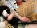 皇后的猫宠物排毛冻干车前子角蛋白酶排毛晶球颗粒长毛猫舔毛猫狗 月度装 1盒 90颗 + 送1袋试吃装 【本产品由PICC中国人保承保】 实拍图