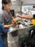 皇家狗粮绝育成犬狗粮犬粮宠物小型犬MSA30全价犬粮≥10月2KG 实拍图