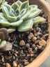 史丹利兰花专用土君子兰蝴蝶兰营养土松树皮泥炭种植盆栽养花土壤10L 实拍图