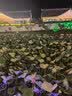 妙可鸟纯棉白色鞋带扁平百搭纯白米白黑色贝壳头1970帆布小白鞋绳男女 本白 2根 120cm 实拍图