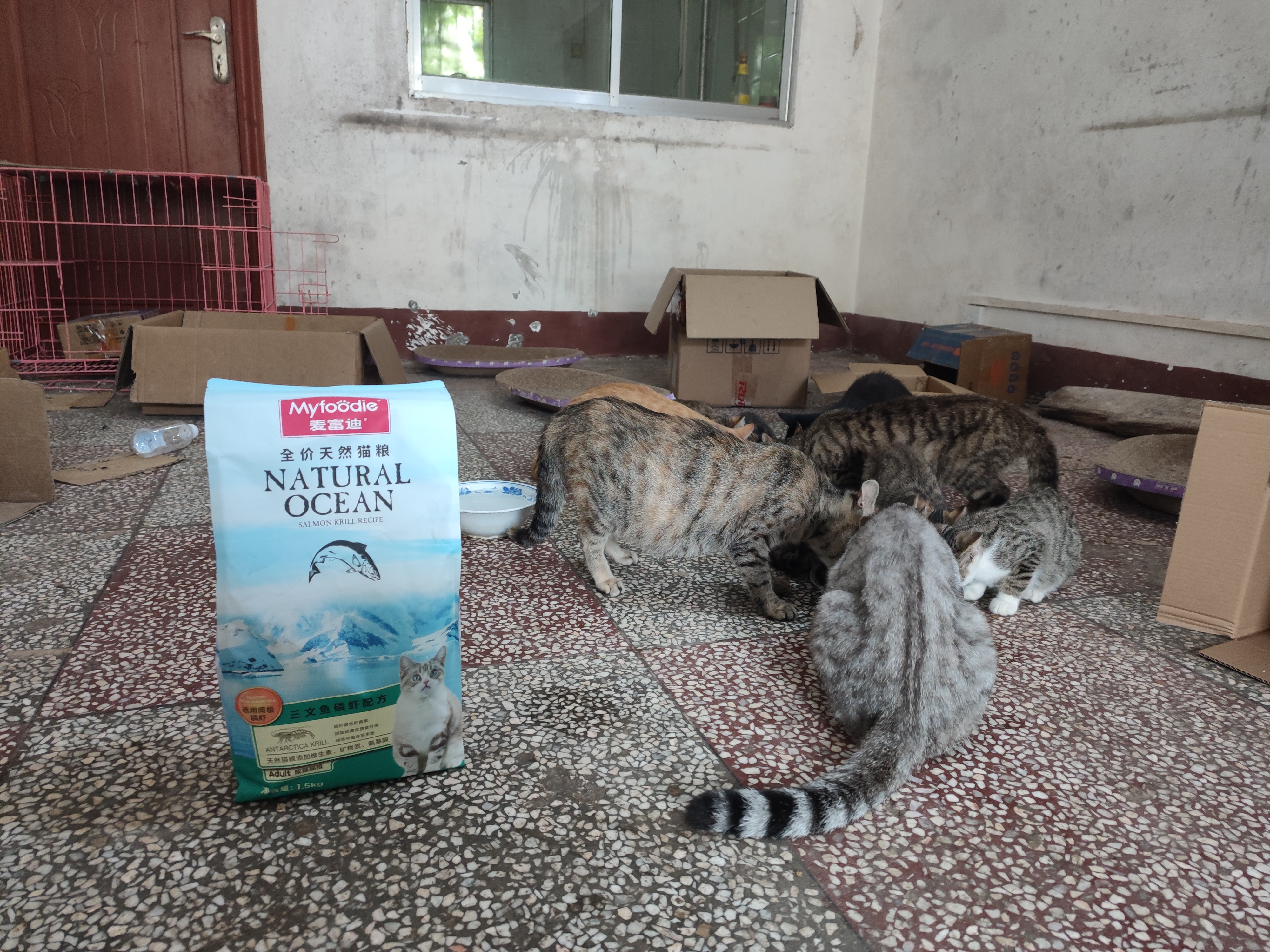麦富迪猫粮 三文鱼鱼油磷虾猫粮10kg 全猫种20斤批发成猫幼猫粮 三文鱼鱼油幼猫粮1.5kg 实拍图