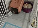 疯狂的主人猫砂盆半封闭式防外溅除臭隔味带猫砂铲猫厕猫屎盆猫沙盆幼猫成猫 实拍图