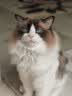 皇家猫粮 成猫猫粮 户外成猫 O30 通用粮 12月以上 4KG 实拍图