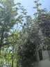 八海鸟小凳子便携式户外折叠椅子迷你马扎随身板凳地铁座椅旅游排队神器 实拍图
