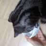 派乐特 猫碗不锈钢狗狗猫咪食盆猫咪宠物用品水粮碗防滑打不翻狗盆狗碗 实拍图