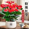 叹为观止18种吊兰任你选金边吊兰各种盆栽花卉客厅垂吊桌面植物净化空气 特级红掌【陶瓷盆】 含盆 实拍图