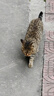 顽皮小金盾猫粮100%鲜肉全价成猫冻干猫粮1.8kg鸭肉配方新老随机发货 实拍图