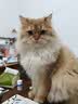皇家泌尿道处方猫粮LP34稀释尿液溶解鸟粪石成猫全价处方粮配方粮6KG 实拍图