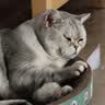 疯狂的主人 猫抓板窝超大号猫玩具猫爪板猫抓盆不掉屑猫窝碗形圆形瓦楞纸 实拍图