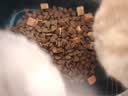 麦富迪猫粮 超肉粒冻干双拼成猫粮美毛护肠三文鱼10kg/20斤【宠物金选】 实拍图