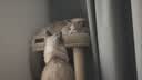 华元宠具夏日猫爬架小户型猫抓桶不占地四季通用猫窝一体家用多层剑麻桶 实拍图