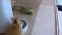小佩智能自动喂食器SOLO白色 定时定量猫咪自动投食器(支持鸿蒙智联) 实拍图