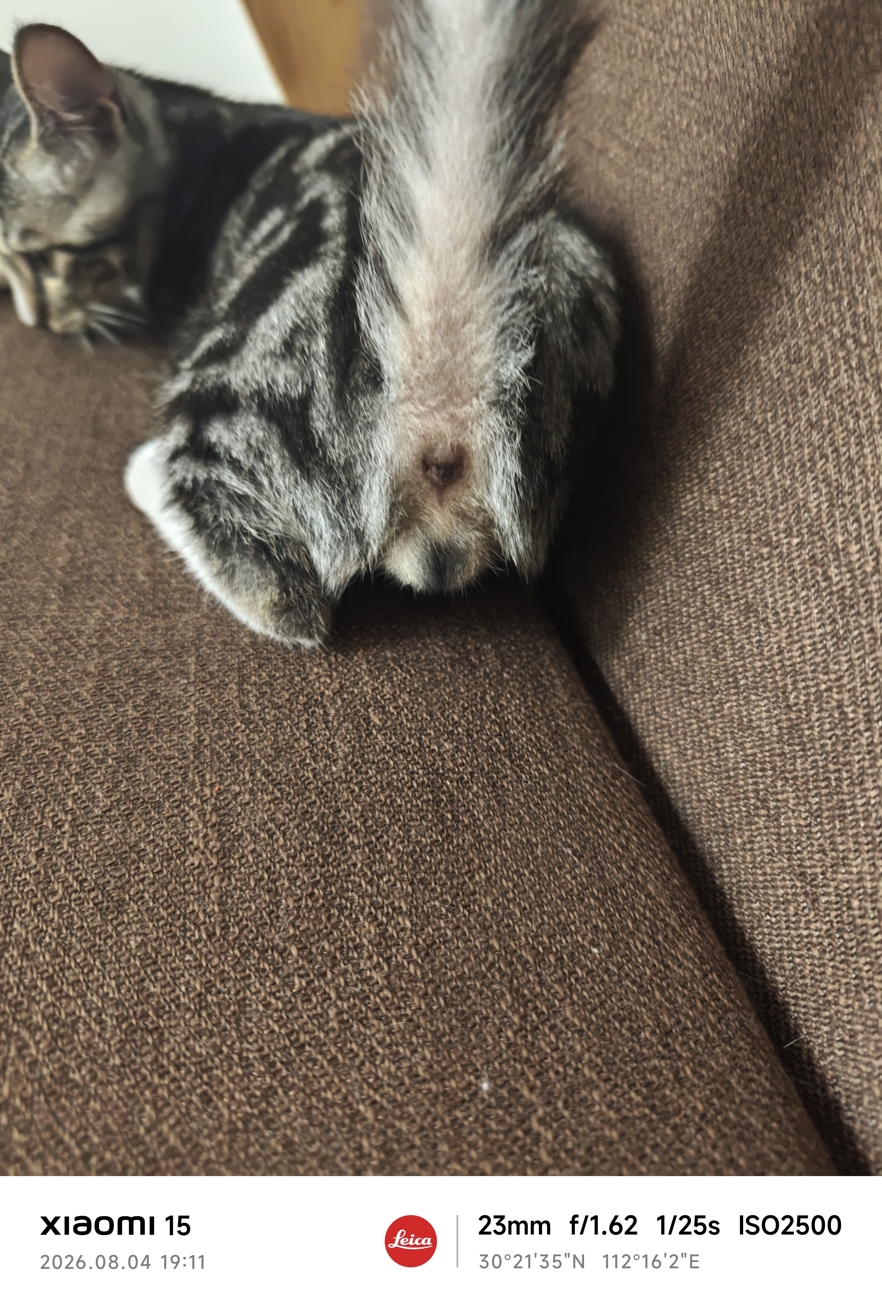 宠物航空箱猫咪空运包猫笼猫包狗狗托运便携车载猫箱子 灰色大号【48*32*30cm】 航空箱 实拍图