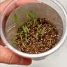 艾杰普（JEPPE）植物种植盲盒文具8盒小盆栽阳光房种植幼儿园伴手礼学生考试奖励小礼品儿童生日礼物 实拍图