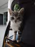 亿迪猫粮幼猫1-4月12月全价奶糕蓝猫英短小猫专用哺乳离乳期3斤 实拍图