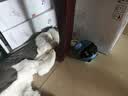 维安视宠物AI摄像头陪伴机器人全屋移动监控wifi看老人小孩4g智能语音摄像头 【WIFI版】远程全屋移动逗宠机器人天际蓝色 征集买家秀晒图返20元 实拍图
