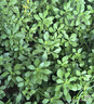 海澜之家（HLA）短袖T恤男【凉感抗菌】26年新款马年有财短袖男夏季 实拍图