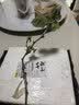 尔澜嫁接阳光玫瑰葡萄树苗包结果盆栽地栽水果树苗葡萄苗木源头直发 实拍图
