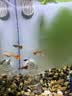 疯狂水草孔雀鱼活体水族宠物观赏鱼冷水耐活小型热带鱼淡水鱼苗 【3CM左右】精品孔雀鱼A 共8条 实拍图