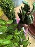 长春花盆栽阳台好养花卉阳台室内绿植物开花多色可选京东快递 长春花2盆随机花色原盆土(带花发货) 实拍图