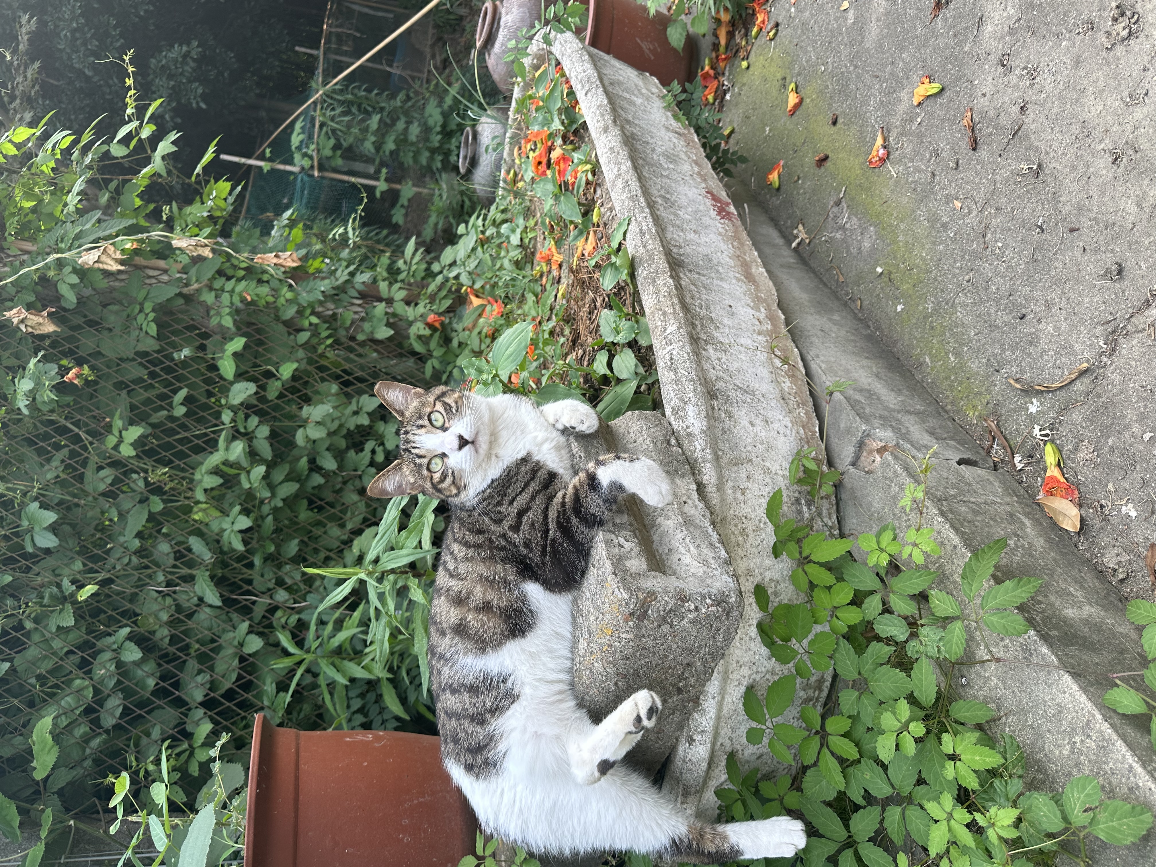 麦富迪 猫粮 超肉粒无谷冻干双拼粮全价高蛋白成幼猫通用 【新升级】鸡肉配方10kg 实拍图