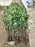 花行榜冬青树苗法国北海道黄杨直立篱笆墙庭院围墙植物耐寒绿篱源头直发 实拍图