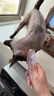 帕特猫条猫零食飞鱼籽猫条猫咪补水解馋成幼猫零食湿粮牛肉10g*6支 实拍图