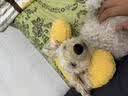 HELLOJOY猫咪专用小枕头宠物狗狗夏天u型枕头睡觉垫子猫毛毯保暖宠物用品 实拍图