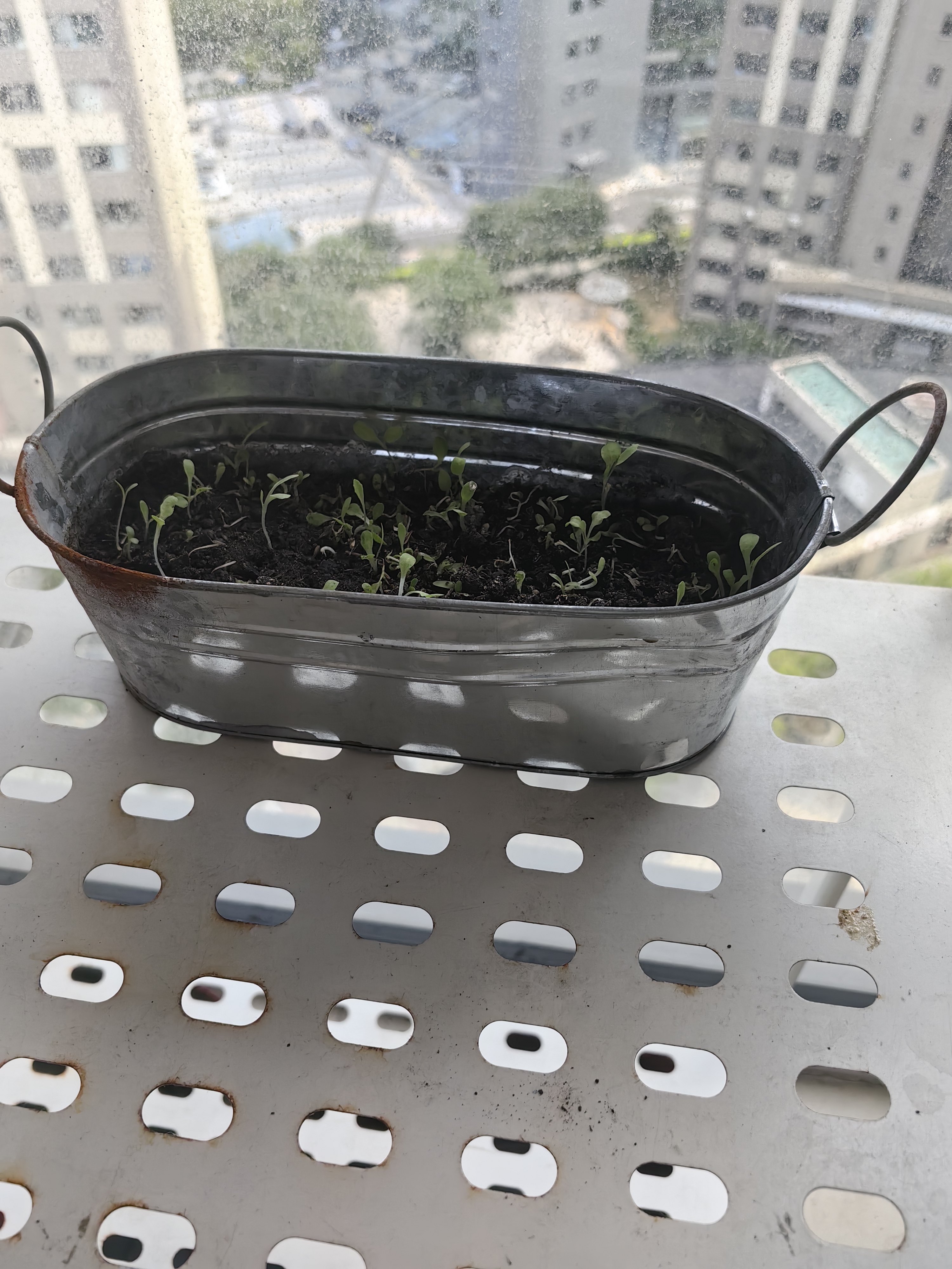 漫生活盆栽四季生菜种子儿童植物小盆景桌面绿植盆栽蔬菜种子带土带盆 实拍图