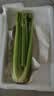 山东新鲜大西芹现割现发榨汁西芹首选水果西芹蔬菜生鲜减肥减脂 新鲜西芹带箱2斤 净重1.7斤 实拍图