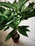 胡丽大型绿植客厅大盆栽室内客厅绿植盆栽办公室盆栽开业乔迁送礼绿植 辫子发财树50-60厘米 含盆 实拍图