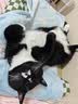 皇家猫粮 挑嘴成猫猫粮 高适口性 EF38 通用粮 12月以上 4KG 实拍图