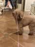 皇家狗粮 贵宾老年犬狗粮泰迪犬粮宠物小型犬PDA26全价犬粮 ≥8岁 3KG 实拍图