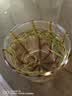陈一凡 贵州雀舌 2026新茶特级明前茶叶雀舌嫩芽春茶自饮招待袋装250g 实拍图