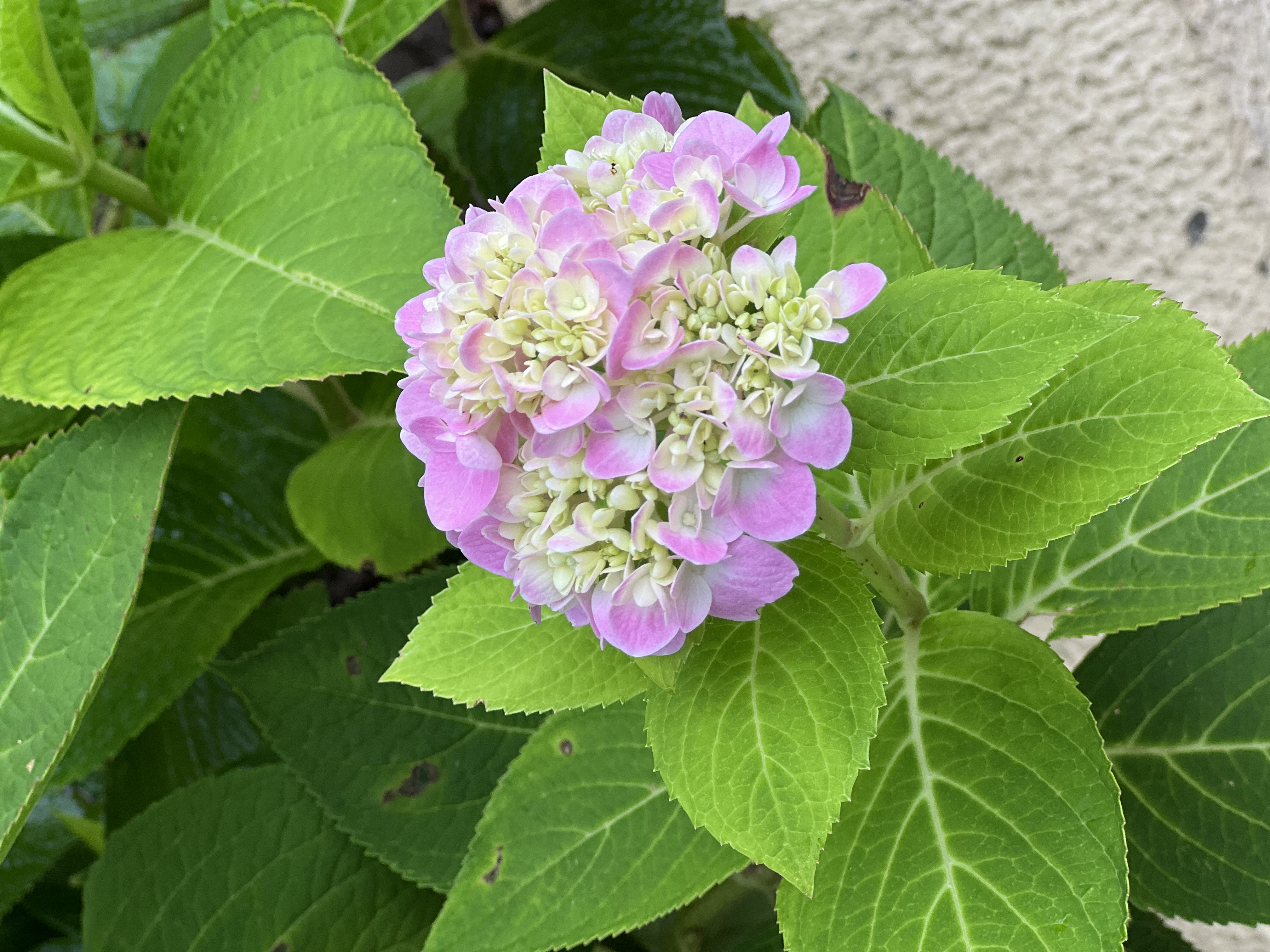 史丹利（STANLEY）多菌灵花药多菌菌灵杀菌剂花卉百菌清白粉兰花黑斑病专用药50g 实拍图